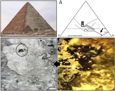 An indigenous inland genotype of the black yeast Hortaea werneckii inhabiting the great pyramid of Giza, Egypt